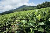 Tee Plantage im Daintree Nationalpark von Globalspot c/o Tourism Queensland